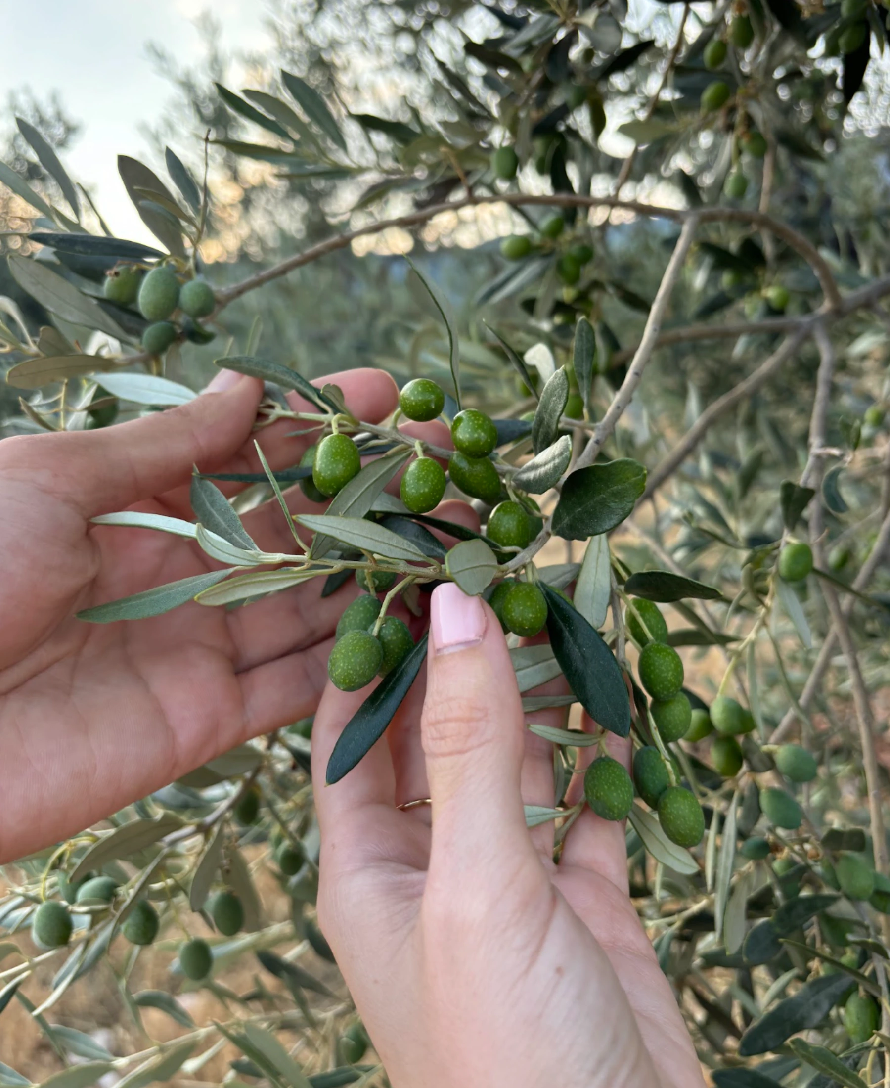 Ancient olive tree in Ermione, Greece